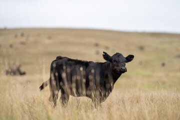 cow portrait in a field on a farm herd of cows