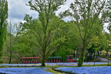 Obraz premium 岡山 おかやまフォレストパーク ドイツの森