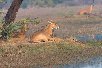 Nilgai antelope sitting relaxed in its habitat.
