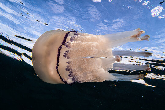 conjunto de fotografias de medusas obtenidas buceando en el mar mediterraneo. 