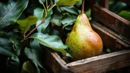  a close up of a pear in a wooden box on a tree branch in front of a green leafy bush.
