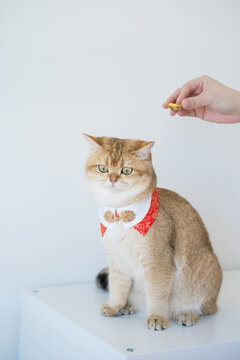 chinese new year concept with british cat wear red traditional china clothing with white background