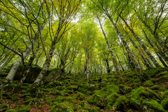 bosque de Bordes, valle de Valier -Riberot-, Parque Natural Regional de los Pirineos de Ariège, cordillera de los Pirineos, Francia © Tolo