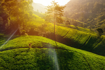 Aerial view of a woman in a green tea plantation, embracing nature's beauty.