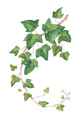 Green ivy branch. Hand-drwn watercolor illustation.