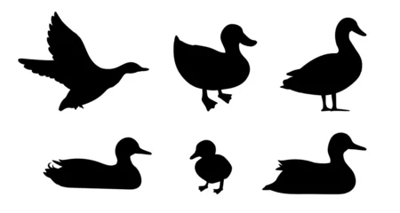 Fotobehang Standing baby duck silhouette set. Flying and floating duck. Vector illustration pond birds isolated on white background. Duckling. Wild and domestic bird. © Elena