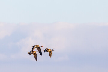 Greater white-fronted geese flying in the sky