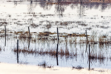 Flooded meadow with fence in spring