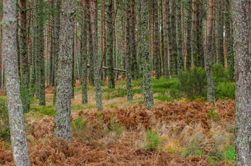 view of a pine forest in the fall