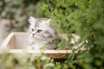 Naklejka na ściany i meble Sommeridylle: Niedliche junge getigerte Katze spielt draußen im sonnigen Garten im Blumenbeet vor dem Haus