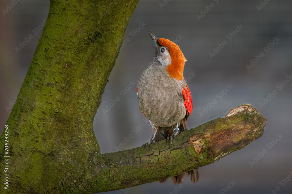 Aufkleber a close up portrait of a red tailed laughing thrush, trochalopteron mileni. the captive bird is phot