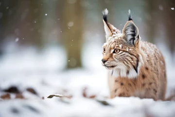 Behangcirkel lynx with snow-dusted fur © primopiano
