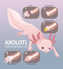 illustration of axolotl limb regeneration infographic - obrazy, fototapety, plakaty