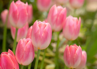 Selective focus of sweet pink tulip flowers blooming in the garden with soft morning sunlight on a blurred background.