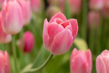 Selective focus of sweet pink tulip flowers blooming in the garden with soft morning sunlight on a blurred background.