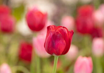 Close-up of red tulip flowers blooming in the garden with soft morning sunlight on a blurred background.