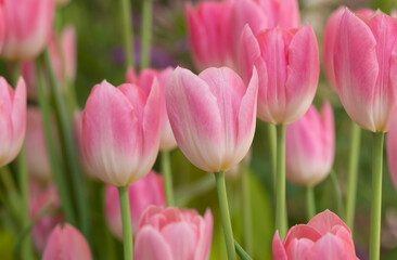 Fototapeta premium Close-up of sweet pink tulip flowers blooming in the garden with soft morning sunlight on a blurred background.