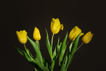 Yellow tulips on a brown background. March 8, Mother's Day, Valentine's Day, Birthday