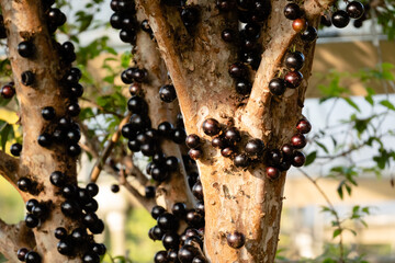 jaboticaba tree with fruits