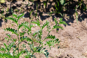 Chickpeas in garden with leaves. Chickpeas plant growing.