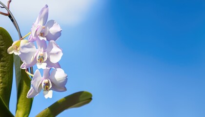 Fototapeta na wymiar Orchid flowering, with copy space