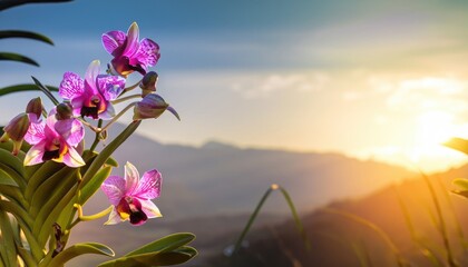 Orchid flowering, with copy space