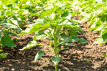 A close-up of a sprout of sunflower sprouts lit by the afternoon sun on fertile black soil. Concept...