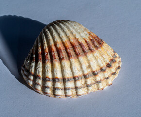 Detail of shell Rough cockle (Acanthocardia tuberculata)