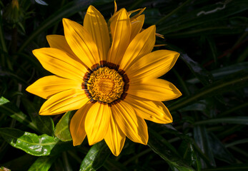 Detail of the yellow flower of the Gazania plant.