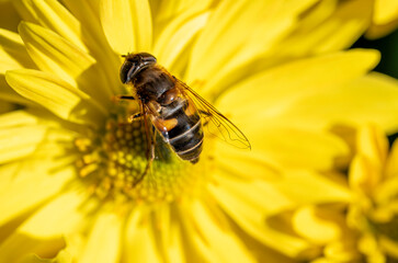 Detail of a bee on a large yellow flower.