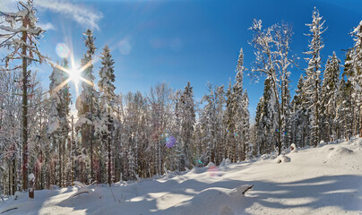 Snowy clearing in a coniferous forest on a sunny, winter day. Beautiful forest landscape in the winter Carpathians © Rejdan