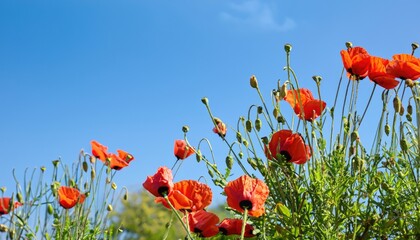 Poppy flower, in the garden, with copy space