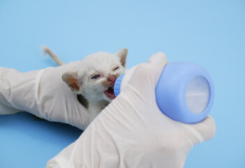 Female in gloves feeds milk to small kitten left without mother. Rescue of animals concept. Copy...