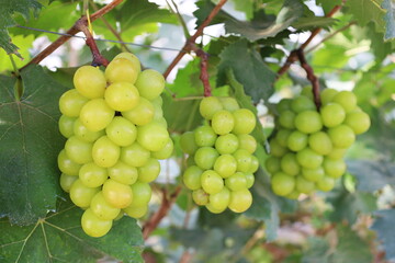 Fresh green grapes on the tree. Several bunches of fresh green Shine Muscat grapes arranged with green leaves on a branch in an organic garden on a blurred leaf background with selective focus.