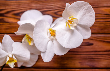 A branch of white orchids on a brown wooden background
