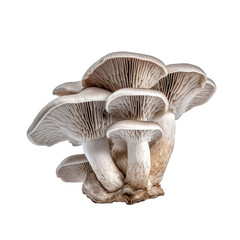 Grey oyster or indian mushroom isolated on transparent background