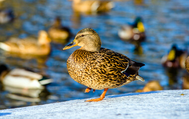 Wild ducks swim in the pond in winter
