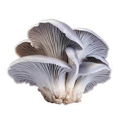 Grey oyster or indian mushroom isolated on transparent background