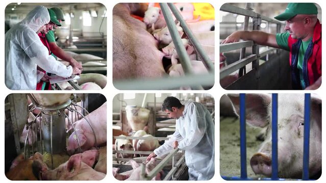 Pig Farming - Conceptual Multi Screen Video. Veterinarian Doctor Examining Pigs at a Pig Farm. Animal Health and Welfare. Pig Farm Worker at Work. Suckling Piglets.