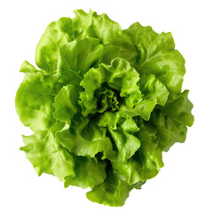 Green oakleaf lettuce Isolated on white background