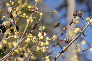 冬の蝋梅