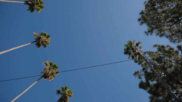 Wide view of Palms in Los Angeles street, California, USA. Summertime aesthetic Atmosphere of Beverly Hills in Hollywood. 