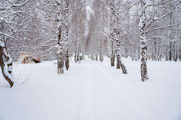 Fototapeta premium Birch forest in winter, snowy weather, Russian winter, tree trunks, countryside, winter forest.