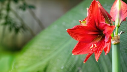 Amaryllis flowering, in natural, with copy space