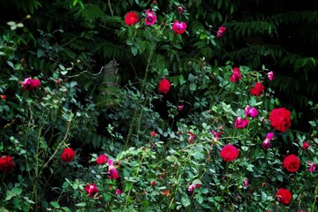 Beautiful rose garden with many red roses 