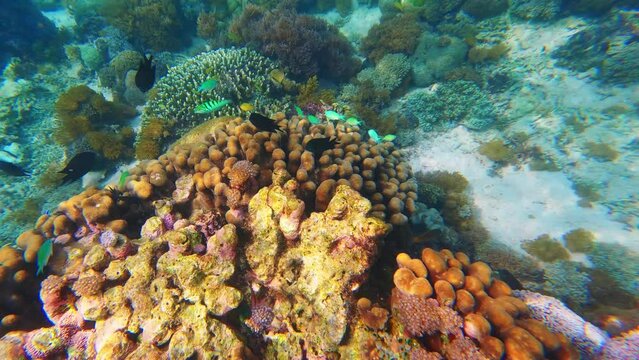 Underwater World Coral Fish Reef. Underwater sea fish. Tropical fish reef marine. Colourful underwater seascape. Reef coral scene. Coral garden seascape. Colourful tropical coral reefs.