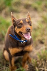 working kelpie dog on a farm in long grass in zew zealand