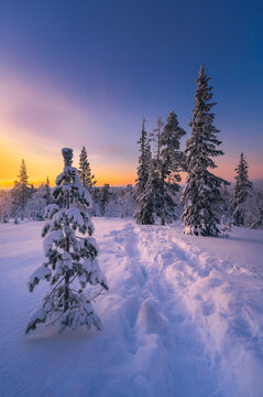 Lapland in winter with large amount of snow during sunrise