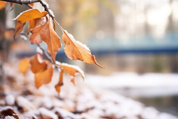 thawing frosted leaves near creek - obrazy, fototapety, plakaty