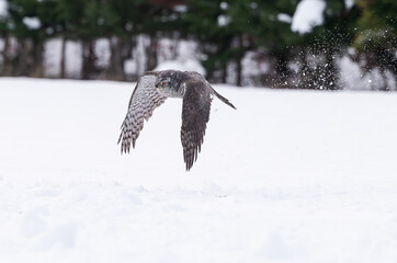 The Eurasian sparrowhawk fly trough the snowed country
